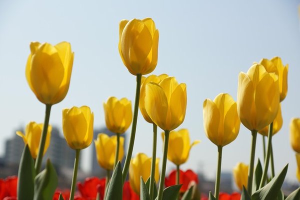 Conseils pratiques pour la culture des tulipes chez vous
